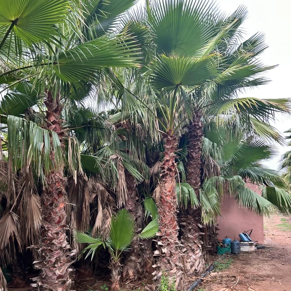 PALMIER WASHINTONIA ROBUSTA 