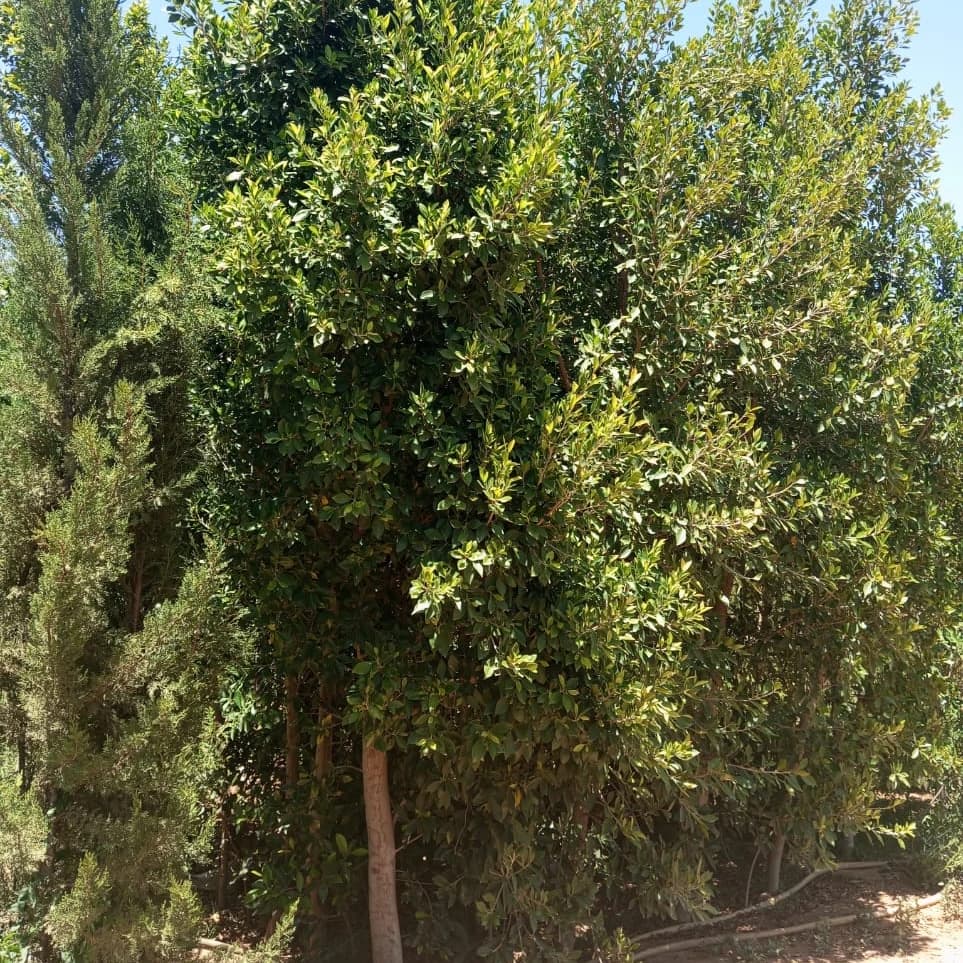 FICUS NITIDA  — image 2/3