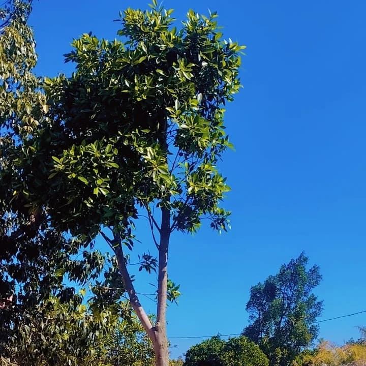 FICUS NITIDA  — image 3/3