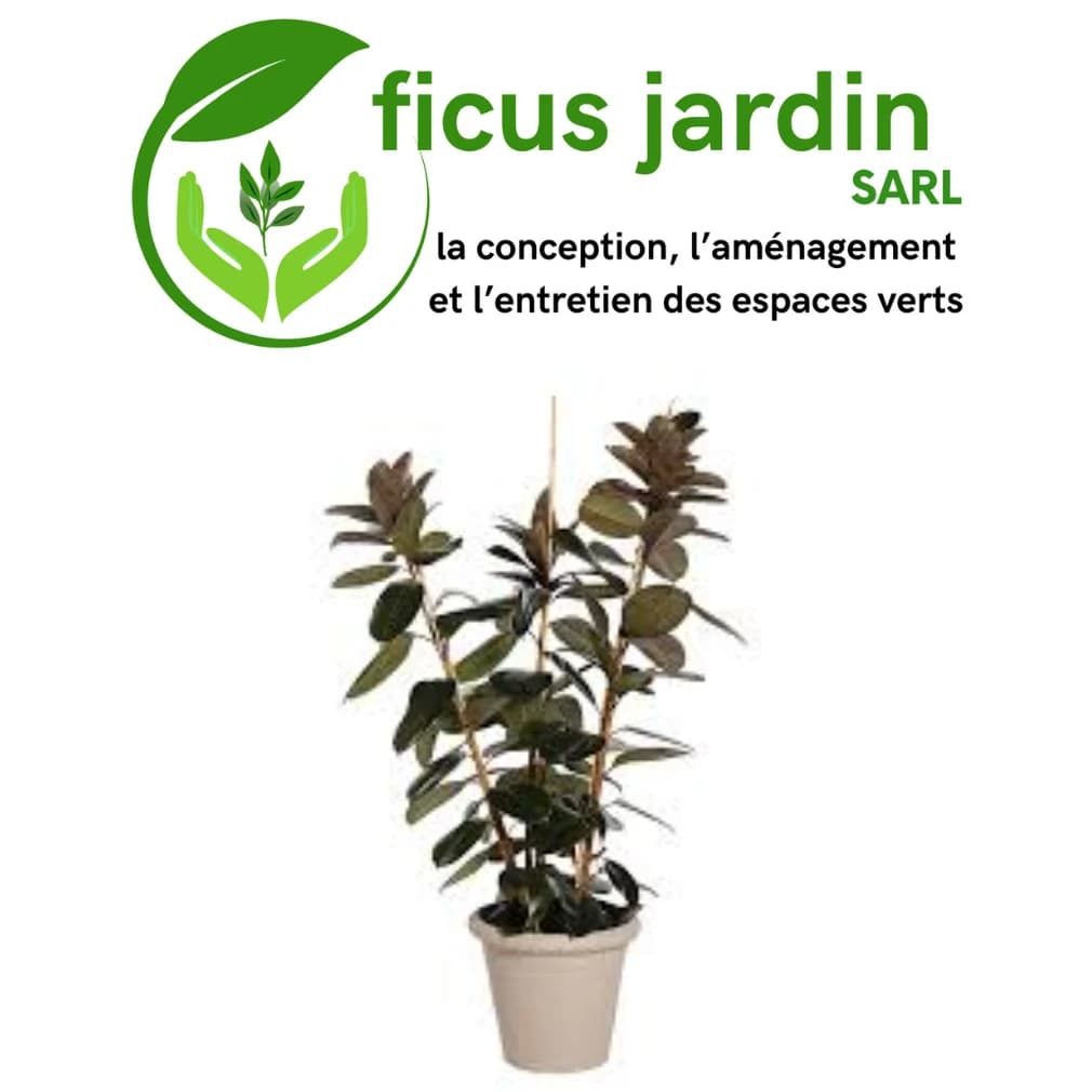 plantes d'intérieur