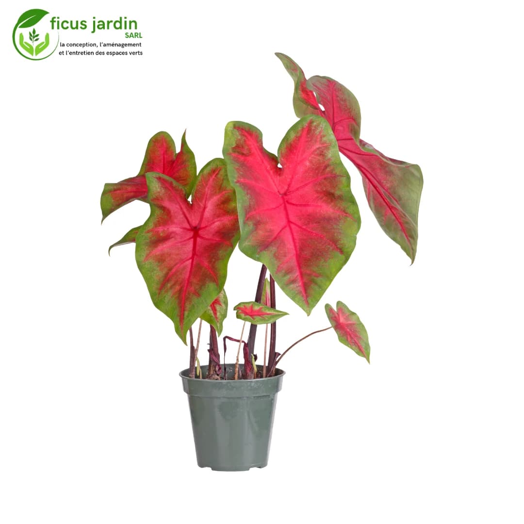 plantes d'intérieur — image 2/6