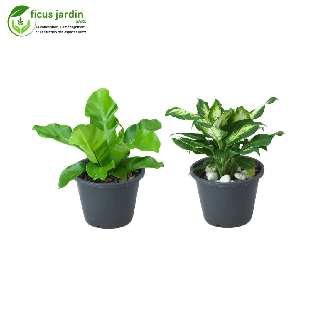 plantes d'intérieur — image 3/6