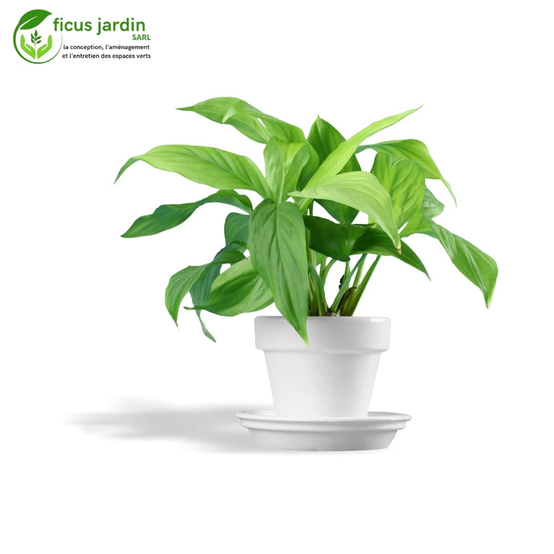 plantes d'intérieur — image 4/6