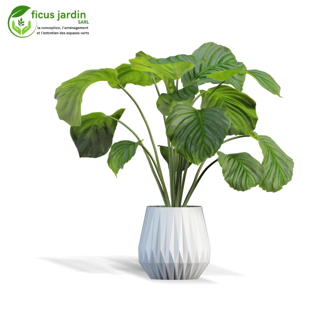plantes d'intérieur — image 5/6