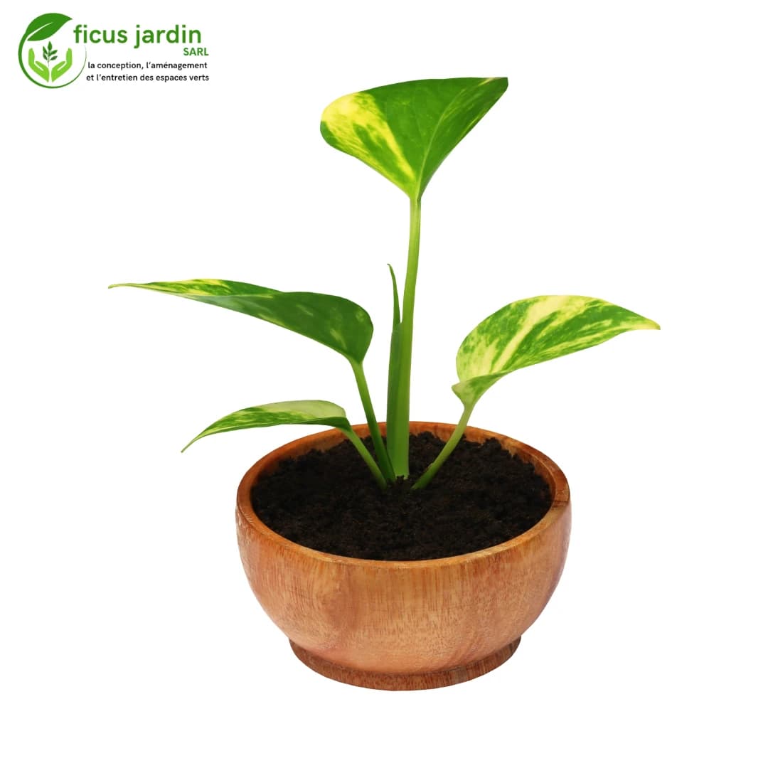 plantes d'intérieur — image 6/6
