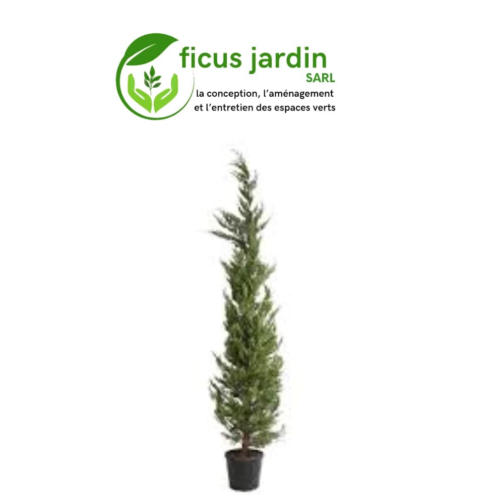 🌲 Cyprès : (Cupressus sempervirens) — image 2/6