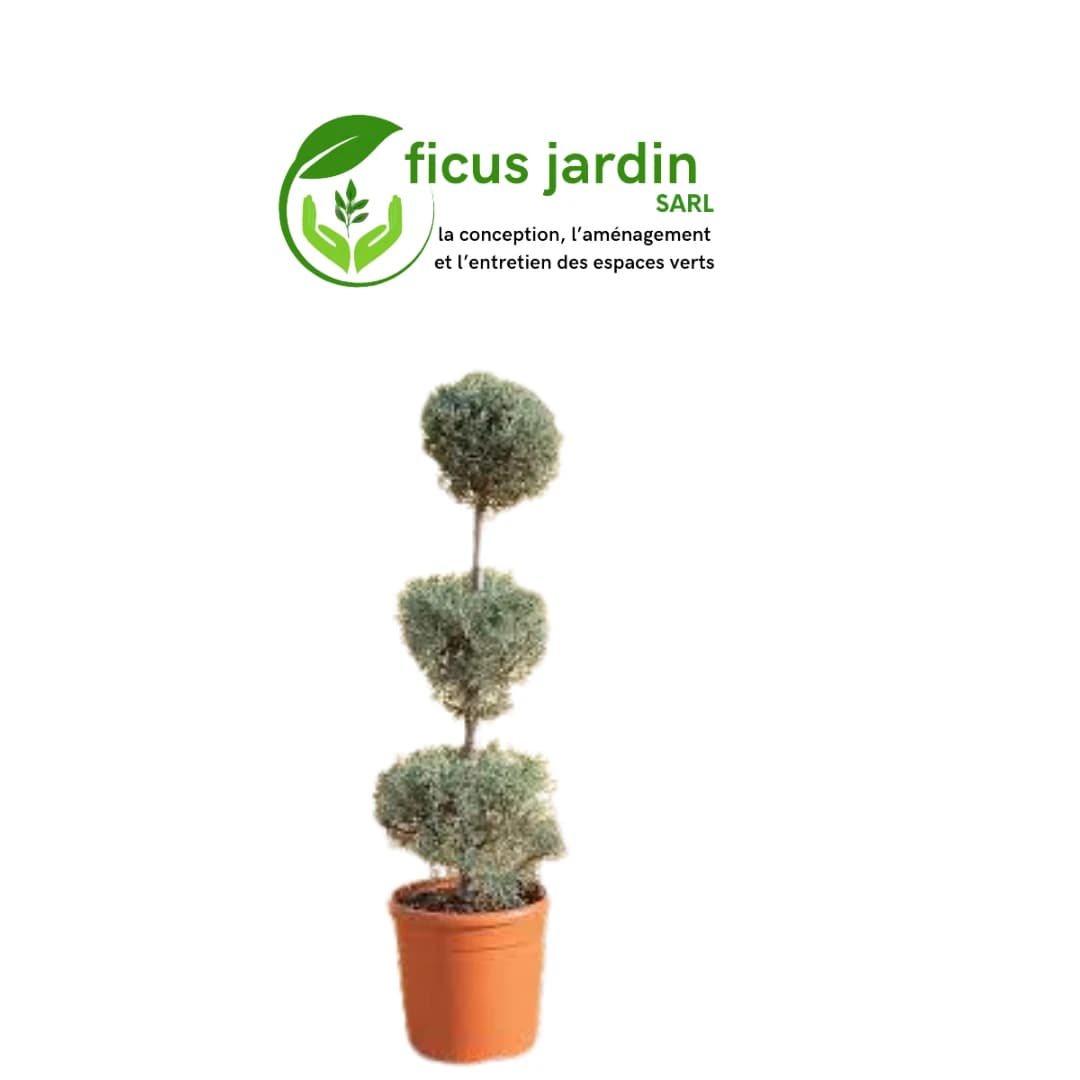 🌲 Cyprès : (Cupressus sempervirens) — image 3/6