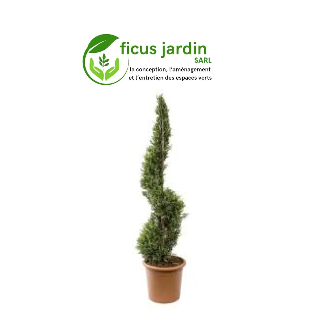 🌲 Cyprès : (Cupressus sempervirens) — image 4/6
