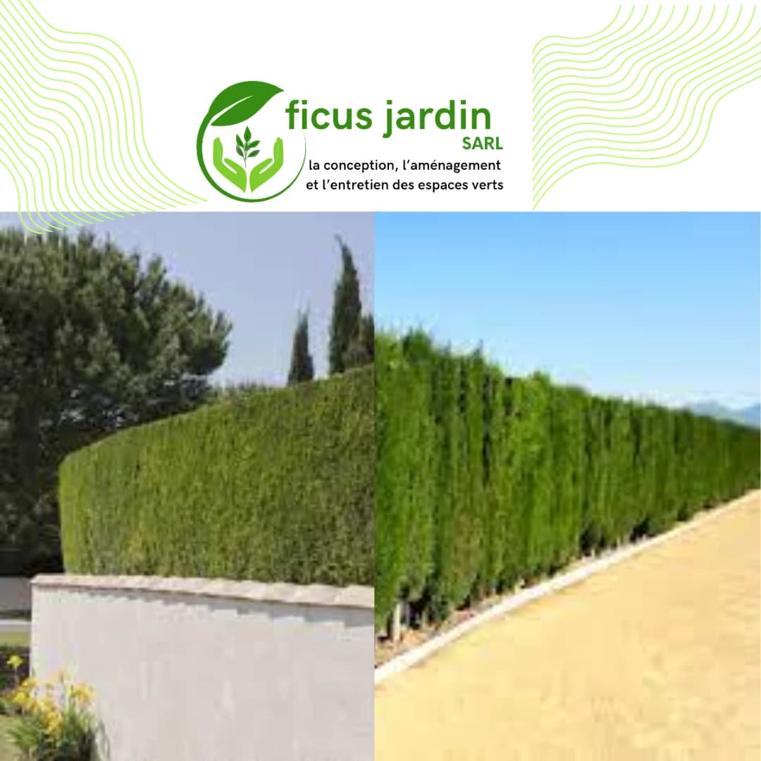 🌲 Cyprès : (Cupressus sempervirens) — image 5/6