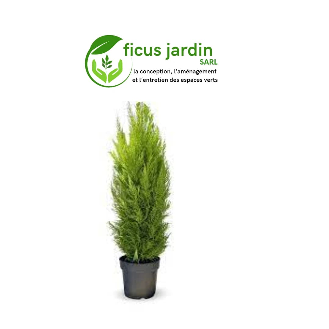 🌲 Cyprès : (Cupressus sempervirens) — image 6/6