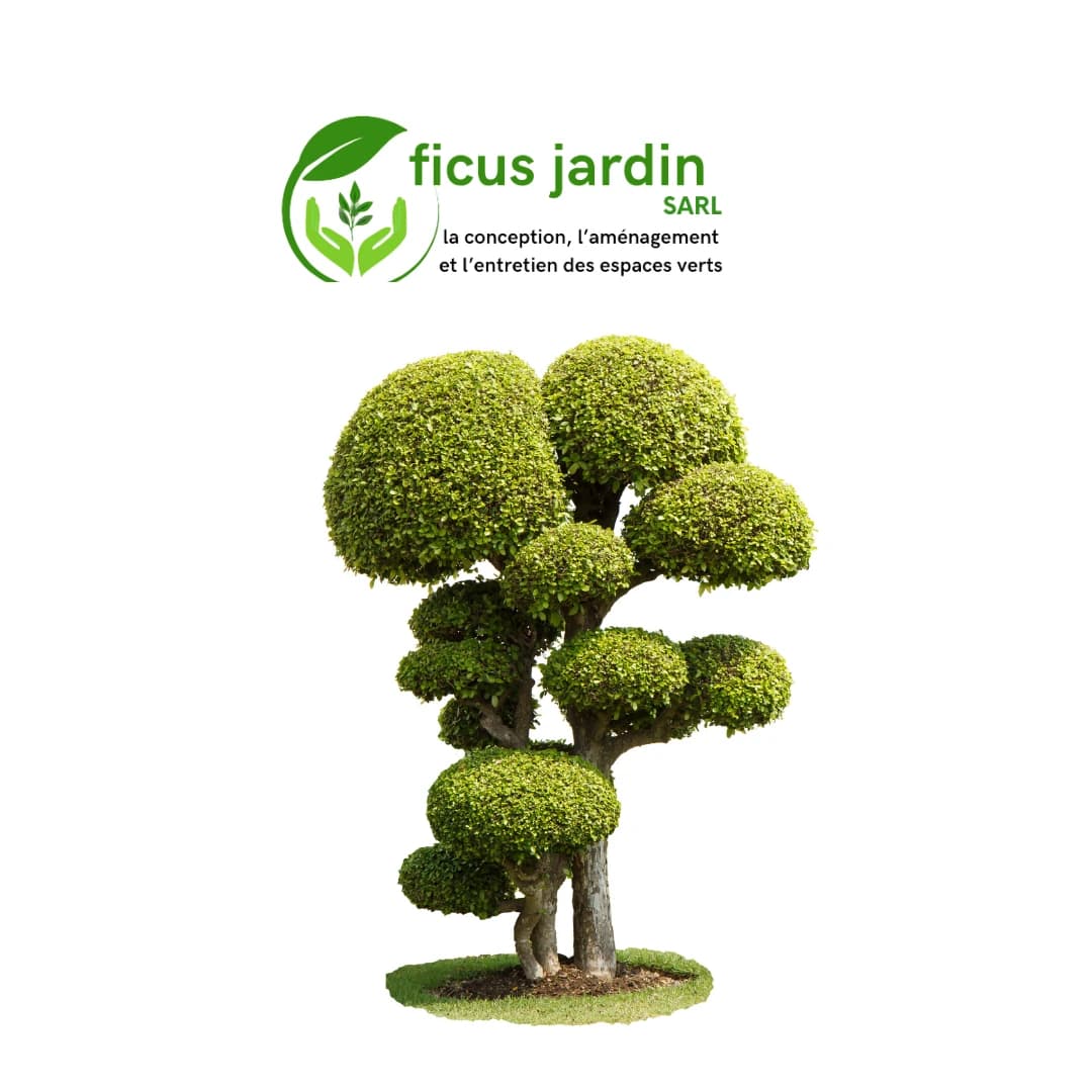 Les  Arbres en boules — image 2/6