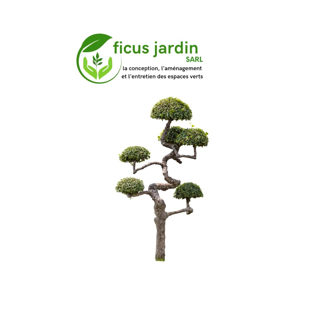 Les  Arbres en boules — image 3/6