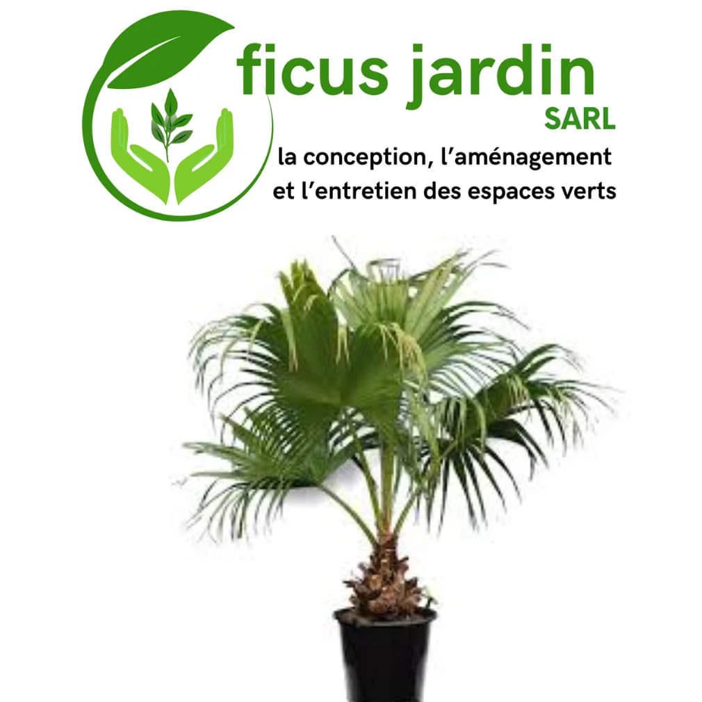 Les palmiers — image 5/5