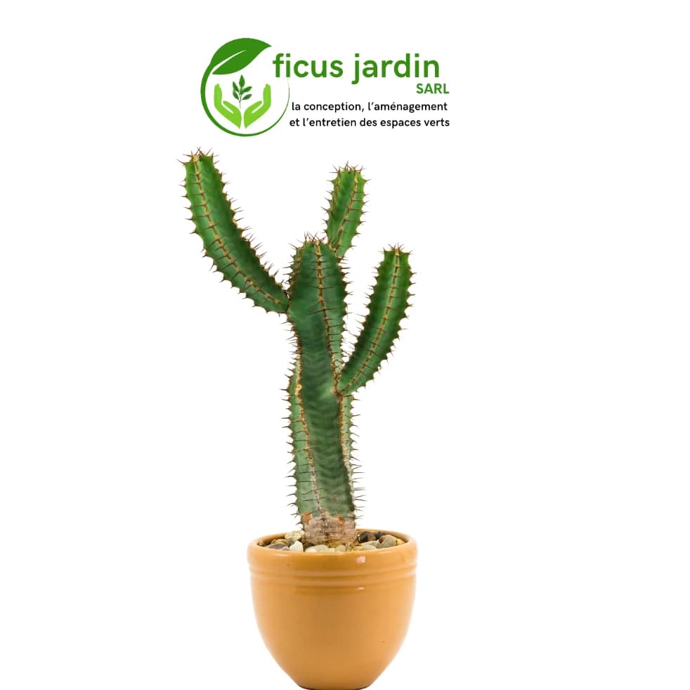 Cactus de jardin — image 3/5
