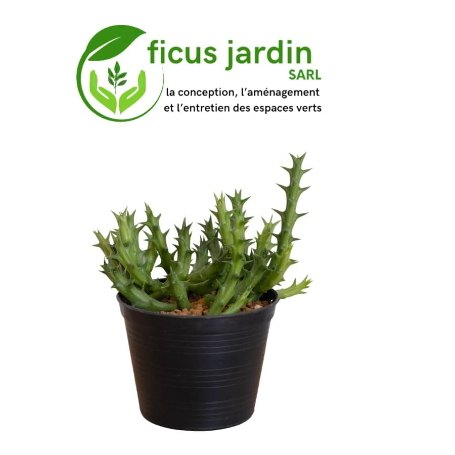Cactus de jardin — image 4/5