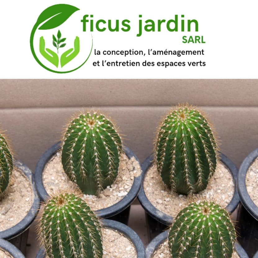 Cactus de jardin — image 5/5